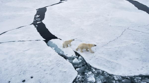 Ученый рассказал об одновременном резком потеплении в Арктике и Антарктике 0