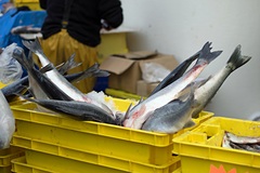 Япония оценила перспективы переговоров о рыболовстве с Россией